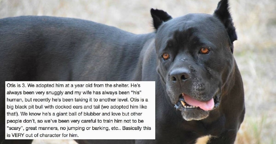 Guy Asked Why His Dog Became So Protective Of His Wife – The Internet Had The Answer